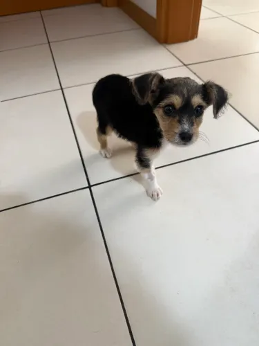 Procura-se um lar para cachorrinha amorosa