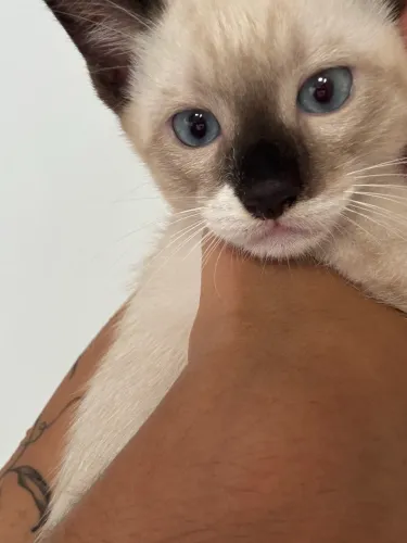 Gatinho para adoção!