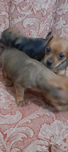 Pinscher com 62 dias com vermífugo