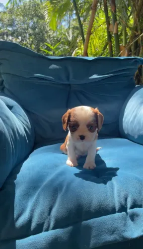 Cavalier King disponivel filhote macho