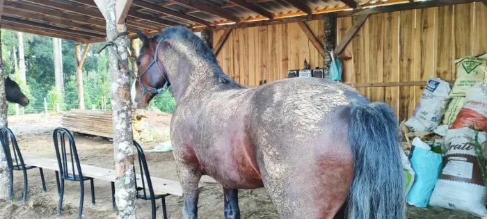 Cavalo inteiro