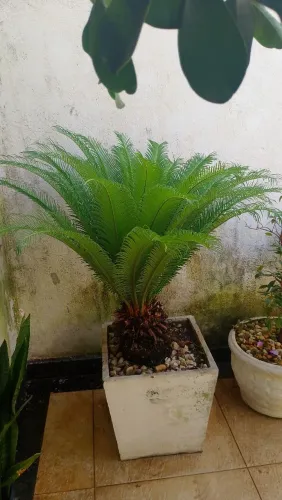 Desapego de planta