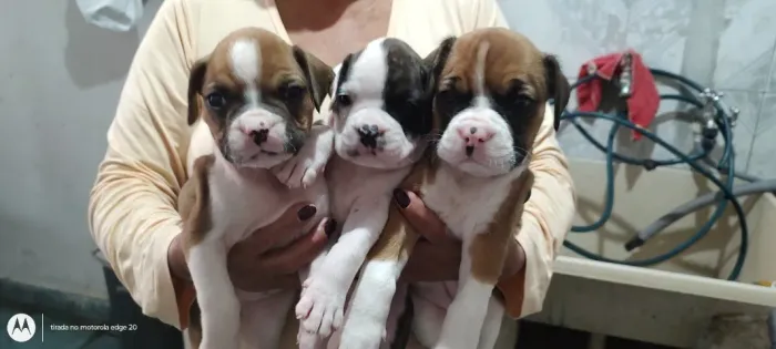Filhotes de Boxer, Femea Vacinada com V10 -SP