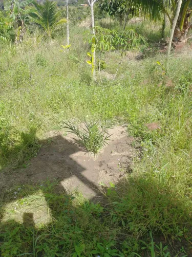 Chácara em Altamira, Conde - Bahia