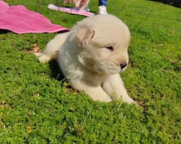 FILHOTE DE GOLDEN RETRIEVER GRACIOSO