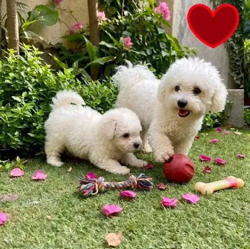 Poodles machinhos Oferta especial 50 dias caminha brinde legítimos zap 85 99629.3794