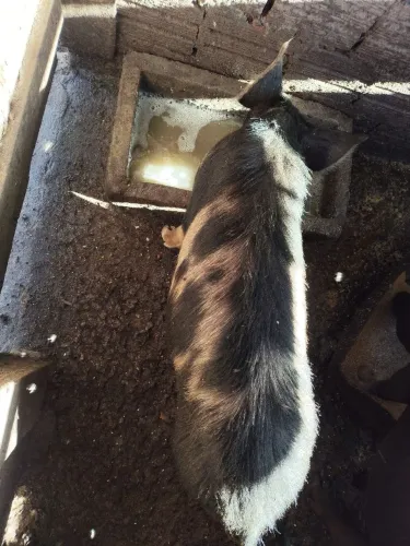 Porco caipira