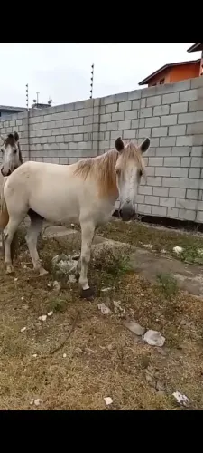 Cavalo de picada/ troca em égua quente