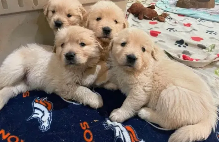 Filhotes de Golden Retriever | Uma companhia que vale muitos sorrisos!