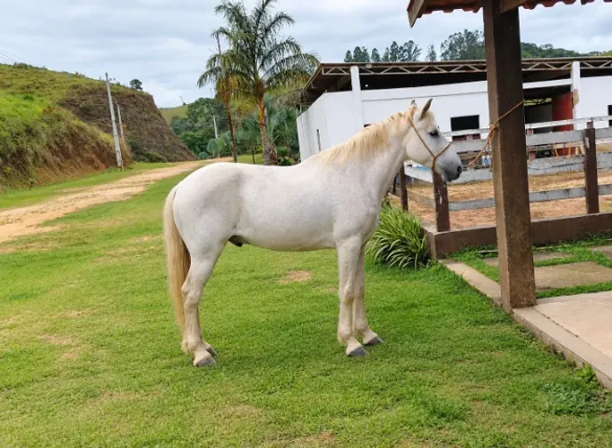 Cavalo marcha picada, castrado, quente certo de rédea bruto no boi 30x266,66