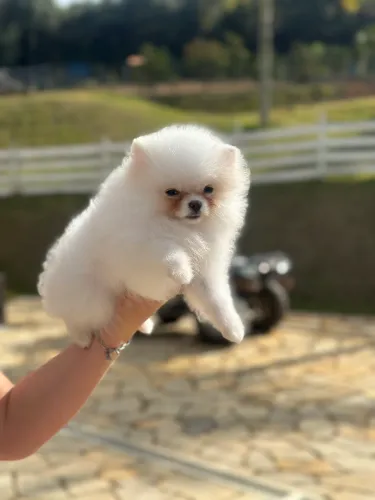 Lulu da Pomerânia