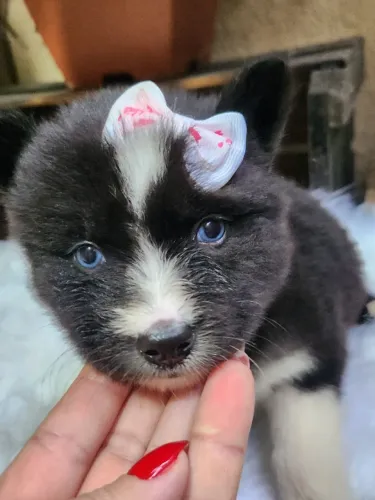 Husky Siberiano Fêmea e Macho! Disponível 