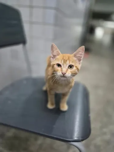 Gatinha, 3 meses, muito dócil
