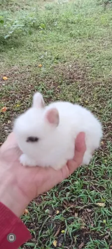 Mini coelho anão de netherland femea