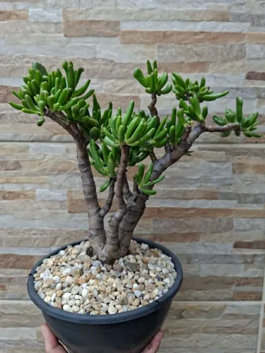 Crassula ovata gollum (orelha de sherek)