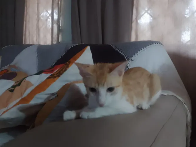 Gato Macho Amarelo e branco.