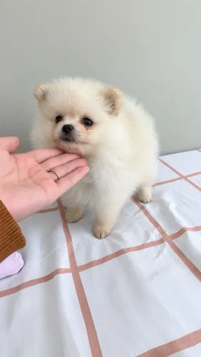 Spitz alemão/ Lulu da pumerânea