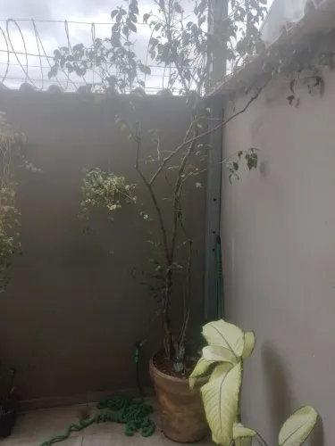 Vendo vaso de cimento com planta e terra lindo seu jardim