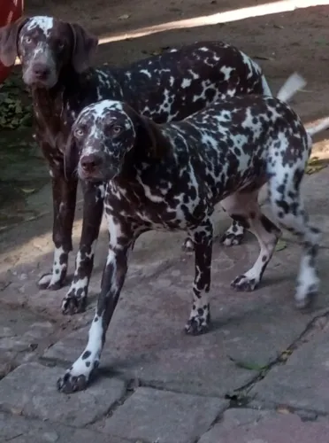 Venda de trio de Dalmata Maron