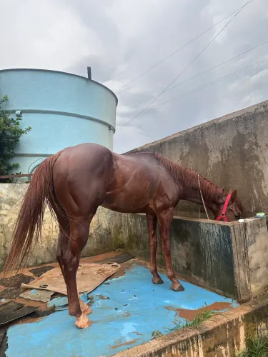 Cavalo QM
