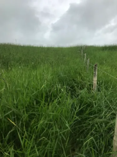 GADO À MEIA 60/40 % COM REFERÊNCIA até 100 Vacas zebuadas!