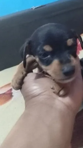 Pinscher 