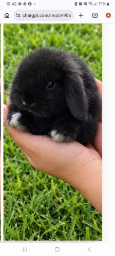Coelho mini lop uruguaio filhote e adulto.