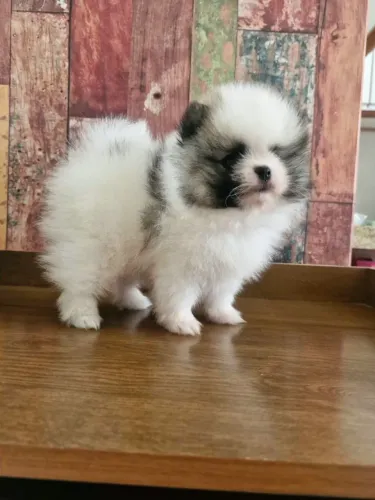 Filhote lulu da pomerania