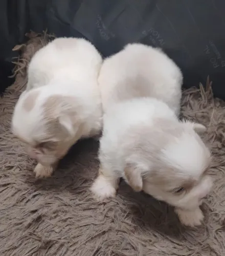 Shitzu lindos filhotes pais com pedigree só 699