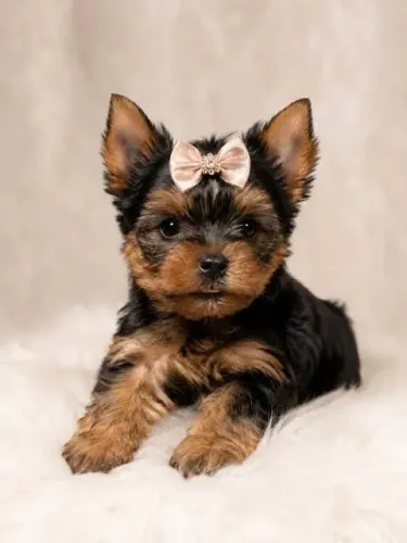 Filhotes de yorkshire fêmea mini! Perfeita para você 