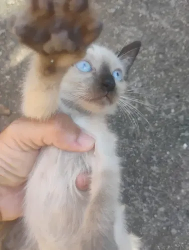 Adoção - Gatinhos - 7 gatinhos - Caxias RJ