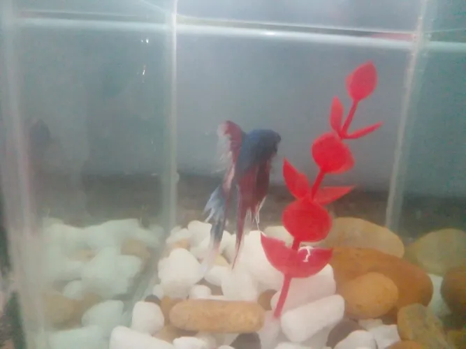 Peixe betta