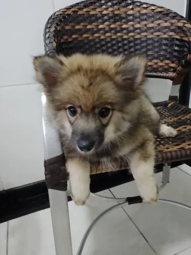 Spitz macho 1000 reais Disponível