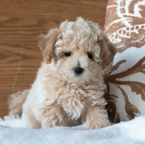 Filhotes de Poodle - O Companheiro Perfeito Está Esperando por Você