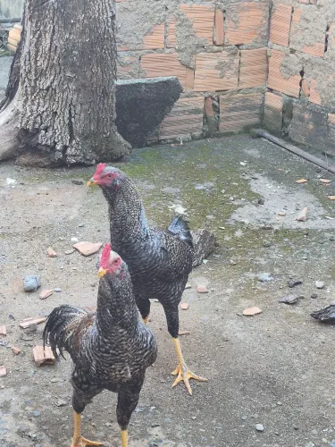 Vendo frangos carijo.