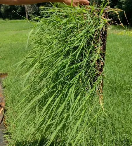 Mudas de tifton 85 em bandeja