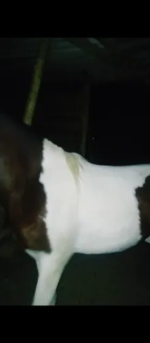 Potra pampa