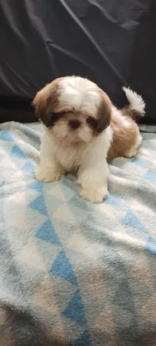 Shitzu macho