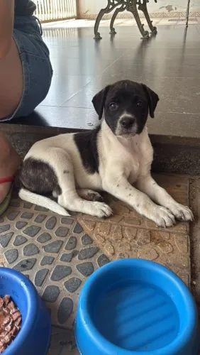 filhote de cachorro macho mandamos 50$ de ajuda