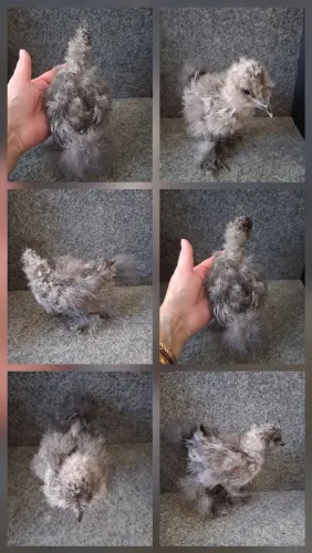 Galinha Sedosa do Japão