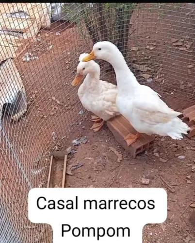 Marreco pompom casal