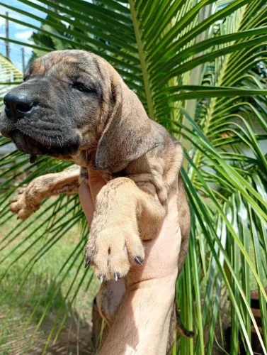 Fila brasileiro