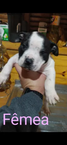 Filhote Pitbull 