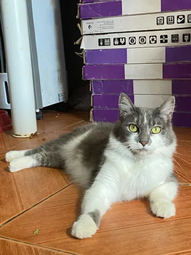 Doação gata