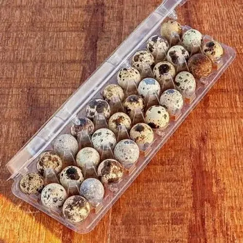 Vendo ovos de codorna 