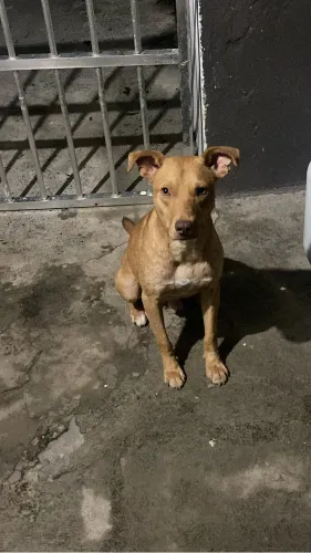 Cachorro doação