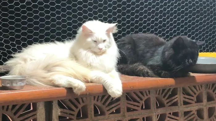 Maine Coon Gato gigante