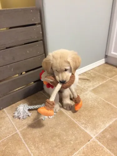 Golden Retriever