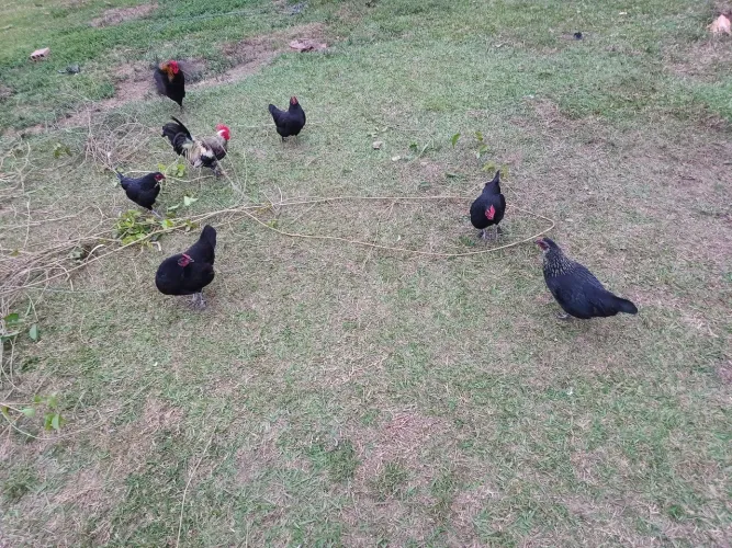 Vendo diversas galinhas/frangas
