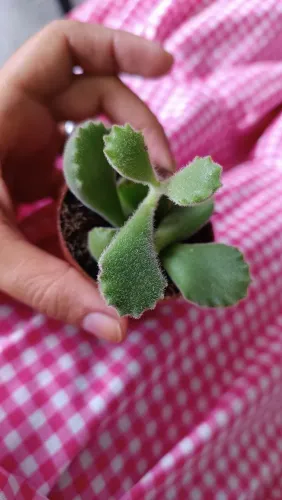 Suculentas
